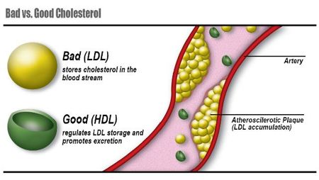 The balance of good vs bad cholesterol in the blood influences cardiovascular health.